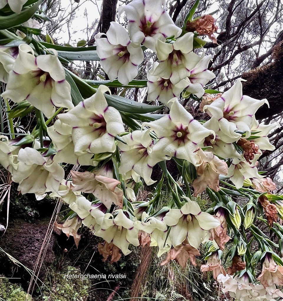 Heterochaenia rivalsii .campanulaceae. (2).jpeg