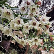 Heterochaenia rivalsii .campanulaceae. (2).jpeg