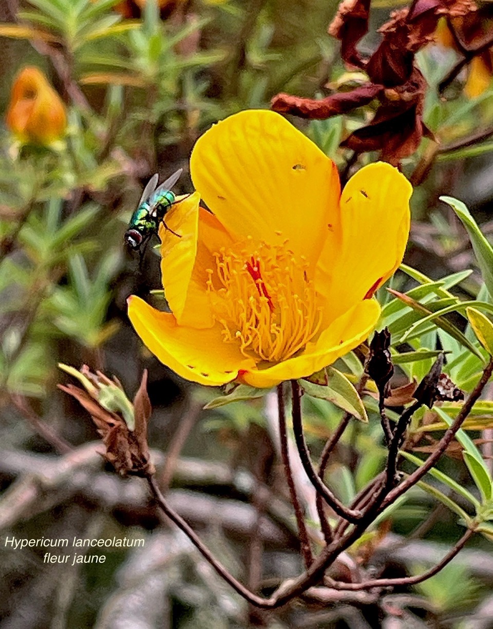 Hypericum lanceolatum fleur jaune hypericaceae..jpeg