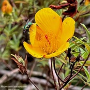 Hypericum lanceolatum fleur jaune hypericaceae..jpeg