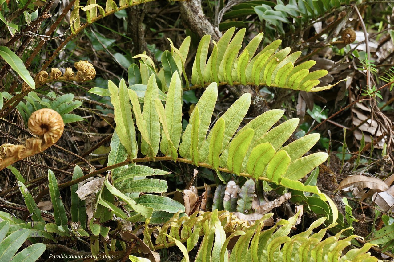 Parablechnum marginatum (ex Blechnum marginatum )  blechnaceae. indigène Réunion..jpeg