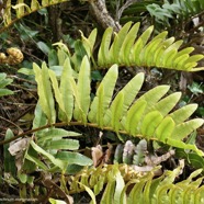 Parablechnum marginatum (ex Blechnum marginatum )  blechnaceae. indigène Réunion..jpeg