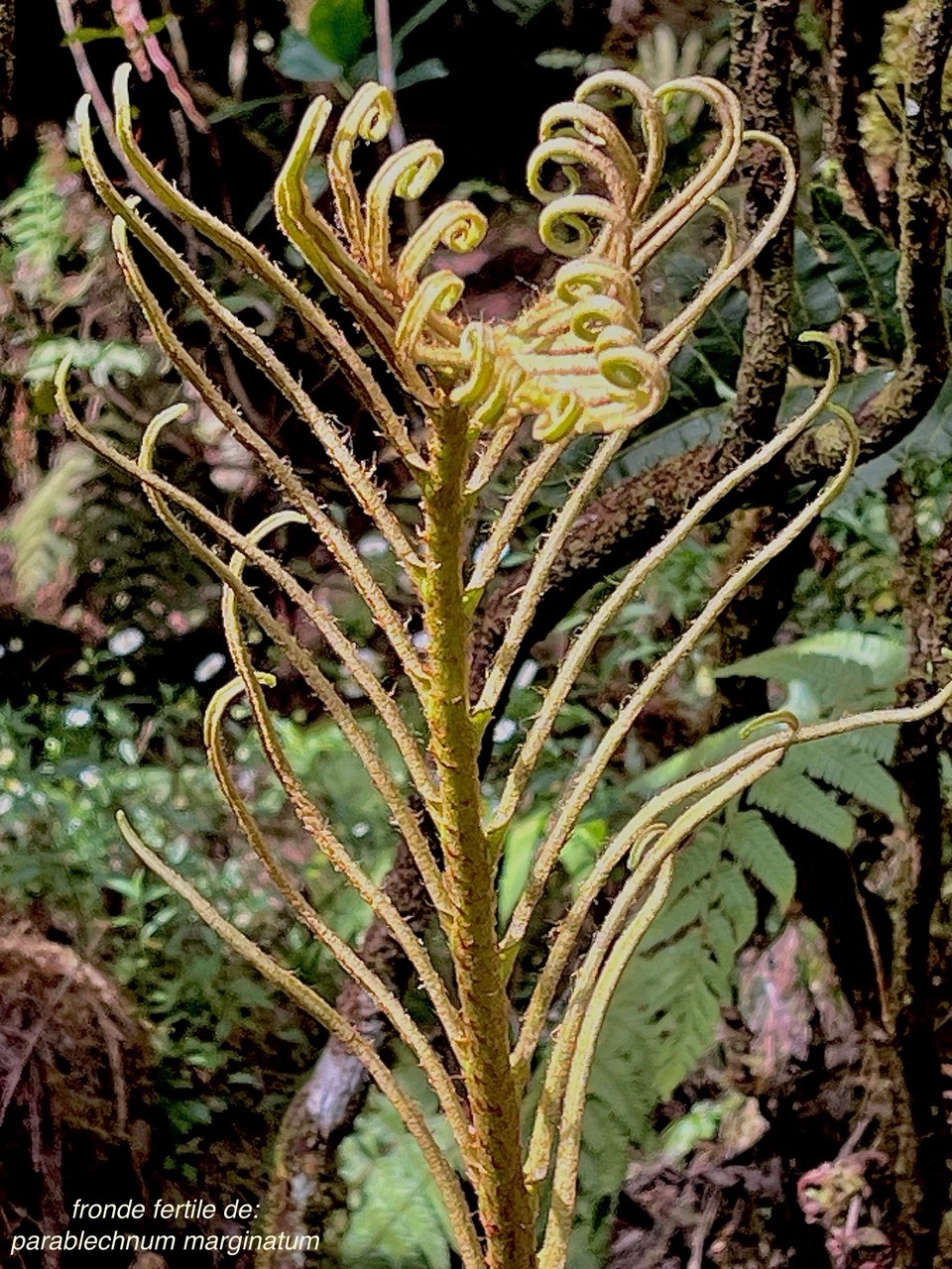 Parablechnum marginatum (ex Blechnum marginatum ) blechnaceae. indigène Réunion..jpeg