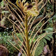 Parablechnum marginatum (ex Blechnum marginatum ) blechnaceae. indigène Réunion..jpeg