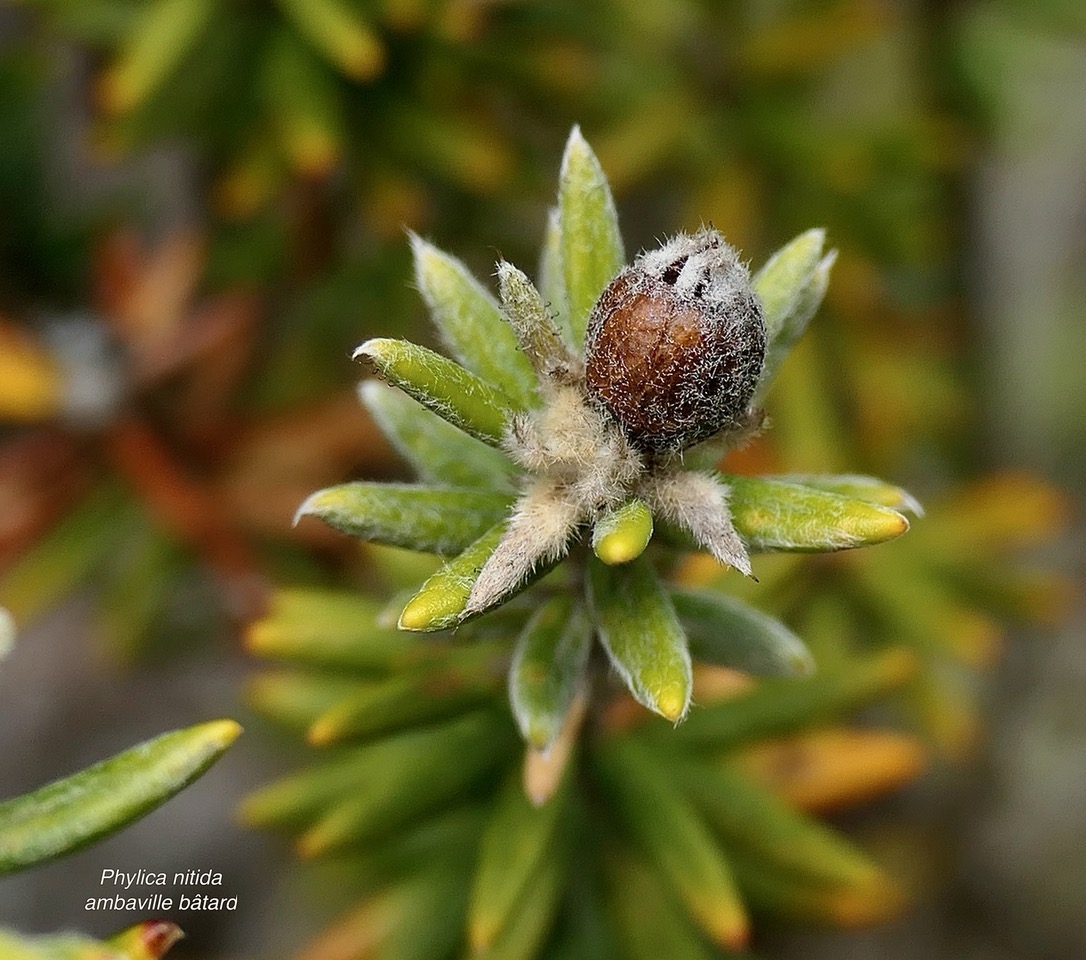 Phylica nitida  ambaville bâtard.( avec fruit ) rhamnaceae.endémique Réunion Maurice.jpeg