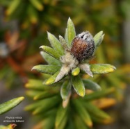 Phylica nitida  ambaville bâtard.( avec fruit ) rhamnaceae.endémique Réunion Maurice.jpeg