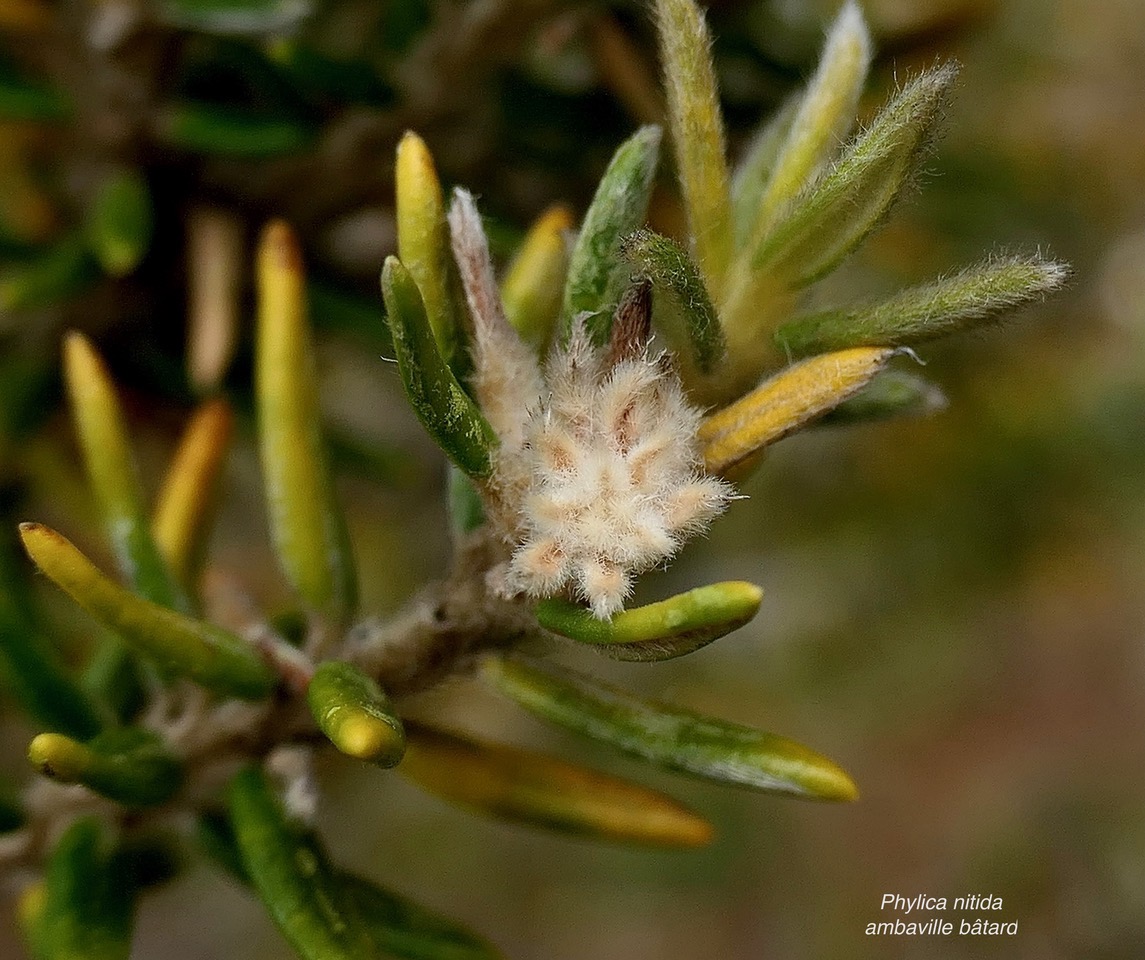 Phylica nitida  ambaville bâtard.( capitule floral ) rhamnaceae.endémique Réunion Maurice.jpeg