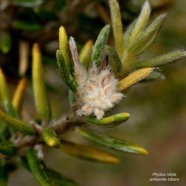 Phylica nitida  ambaville bâtard.( capitule floral ) rhamnaceae.endémique Réunion Maurice.jpeg