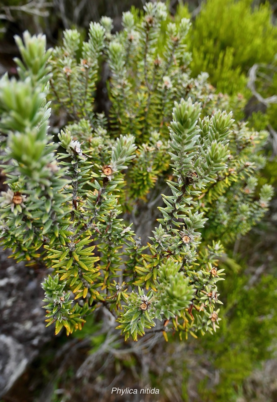 Phylica nitida  ambaville bâtard.rhamnaceae.endémique Réunion Maurice.jpeg