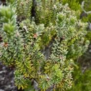 Phylica nitida  ambaville bâtard.rhamnaceae.endémique Réunion Maurice.jpeg