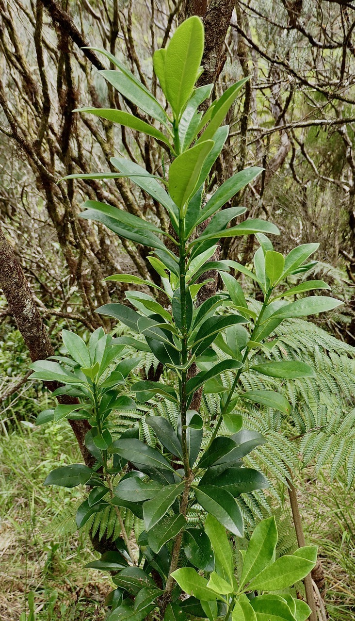 Pittosporum senacia.subsp reticulatum.bois de joli coeur des hauts.pittosporaceae.endémique Réunion..jpeg