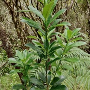 Pittosporum senacia.subsp reticulatum.bois de joli coeur des hauts.pittosporaceae.endémique Réunion..jpeg