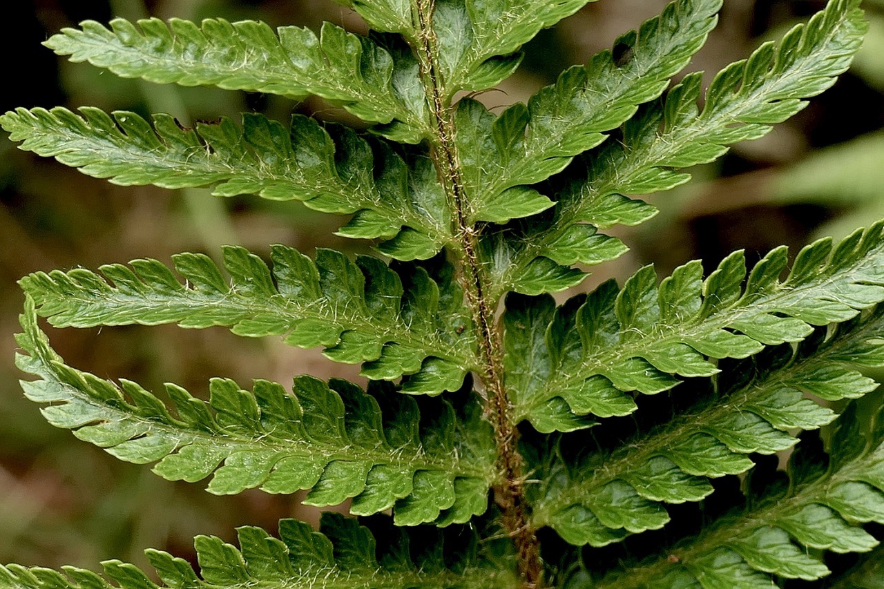 Polystichum ammifolium. (.écaillles nombreuses ) dryopteridaceae.endémique Madagascar Mascareignes.jpeg