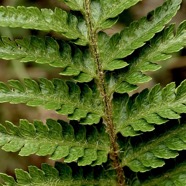 Polystichum ammifolium. (.écaillles nombreuses ) dryopteridaceae.endémique Madagascar Mascareignes.jpeg