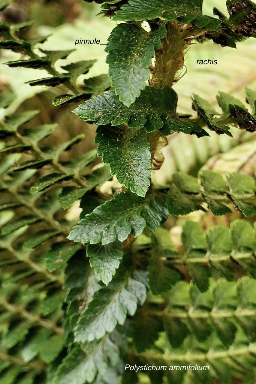 Polystichum ammifolium.( pinnules basales parallèles au rachis de la fronde ) dryopteridaceae.endémique Madagascar Mascareignes.jpeg