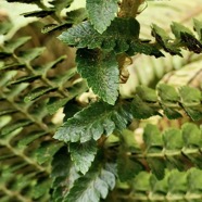 Polystichum ammifolium.( pinnules basales parallèles au rachis de la fronde ) dryopteridaceae.endémique Madagascar Mascareignes.jpeg