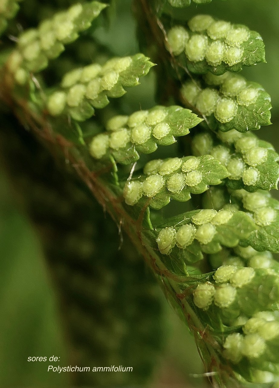 Polystichum ammifolium.( sores circulaires ) dryopteridaceae.endémique Madagascar Mascareignes.jpeg