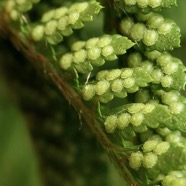 Polystichum ammifolium.( sores circulaires ) dryopteridaceae.endémique Madagascar Mascareignes.jpeg