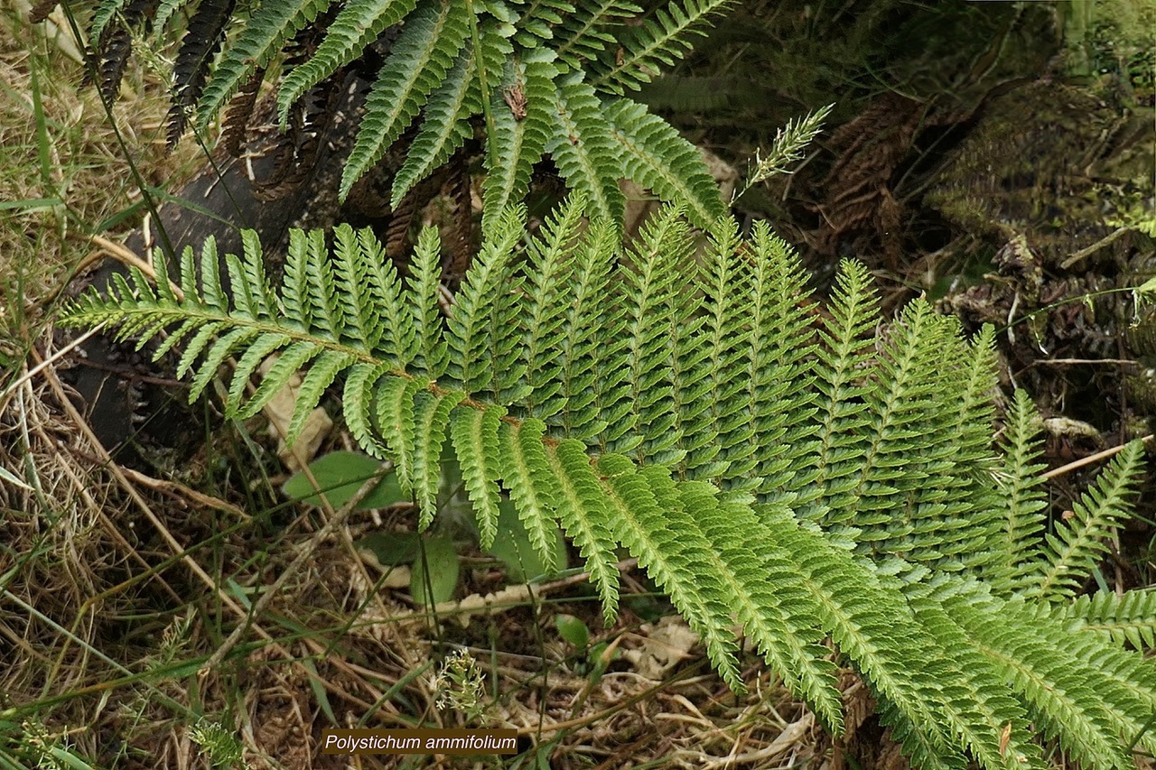 Polystichum ammifolium.dryopteridaceae.endémique Madagascar Mascareignes (1).jpeg