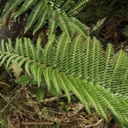 Polystichum ammifolium.dryopteridaceae.endémique Madagascar Mascareignes (1).jpeg