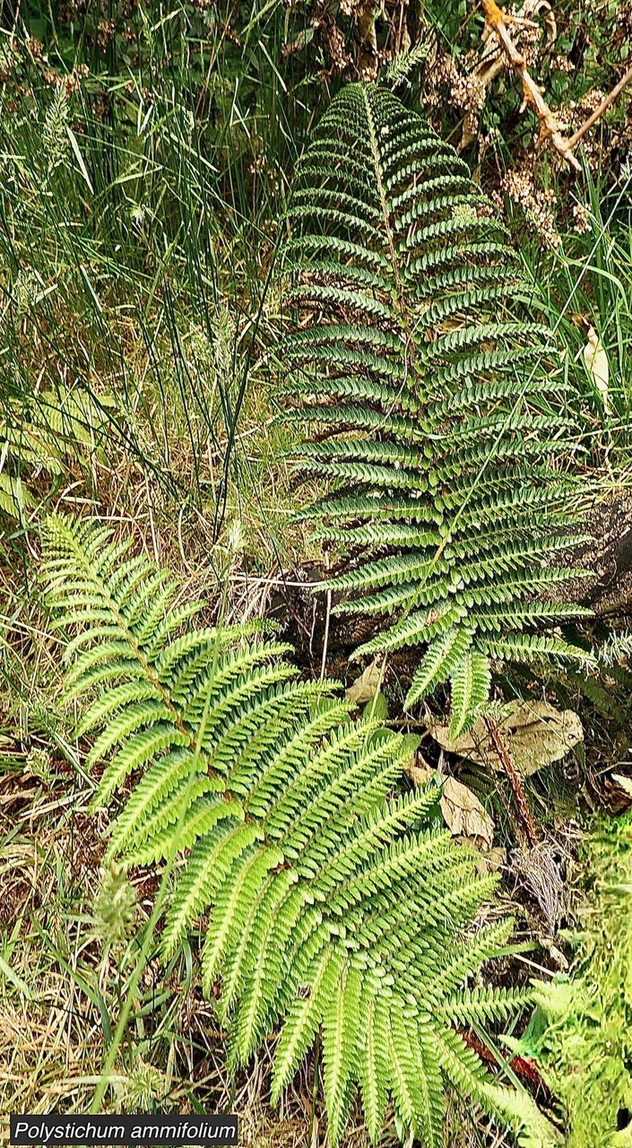 Polystichum ammifolium.dryopteridaceae.endémique Madagascar Mascareignes.jpeg