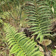 Polystichum ammifolium.dryopteridaceae.endémique Madagascar Mascareignes.jpeg