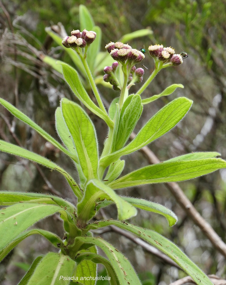 Psiadia anchusifolia.tabac marron..bouillon blanc .asteraceae;endémique Réunion.jpeg