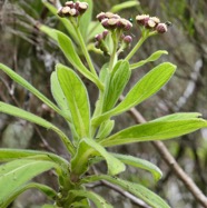 Psiadia anchusifolia.tabac marron..bouillon blanc .asteraceae;endémique Réunion.jpeg