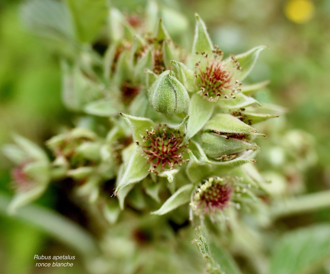 Rubus apetalus .ronce blanche .rosaceae. indigène Réunion. (1).jpeg