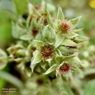 Rubus apetalus .ronce blanche .rosaceae. indigène Réunion. (1).jpeg