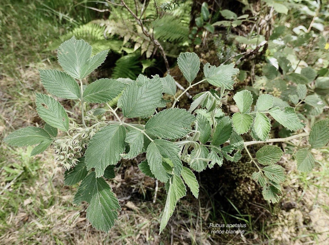 Rubus apetalus .ronce blanche .rosaceae. indigène Réunion..jpeg