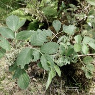 Rubus apetalus .ronce blanche .rosaceae. indigène Réunion..jpeg