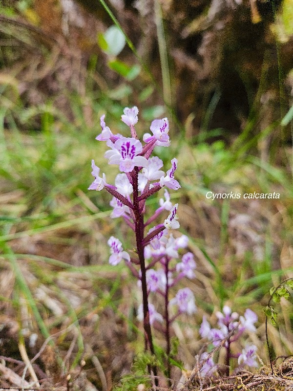  Cynorkis calcarata Orchidaceae En démique La Réunion, Maurice .jpeg