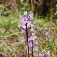  Cynorkis calcarata Orchidaceae En démique La Réunion, Maurice .jpeg