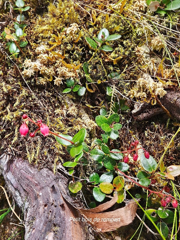 Agarista buxifolia Petit bois de rempart  Ericaceae Indigène La Réunion 58.jpeg