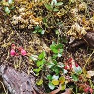 Agarista buxifolia Petit bois de rempart  Ericaceae Indigène La Réunion 58.jpeg