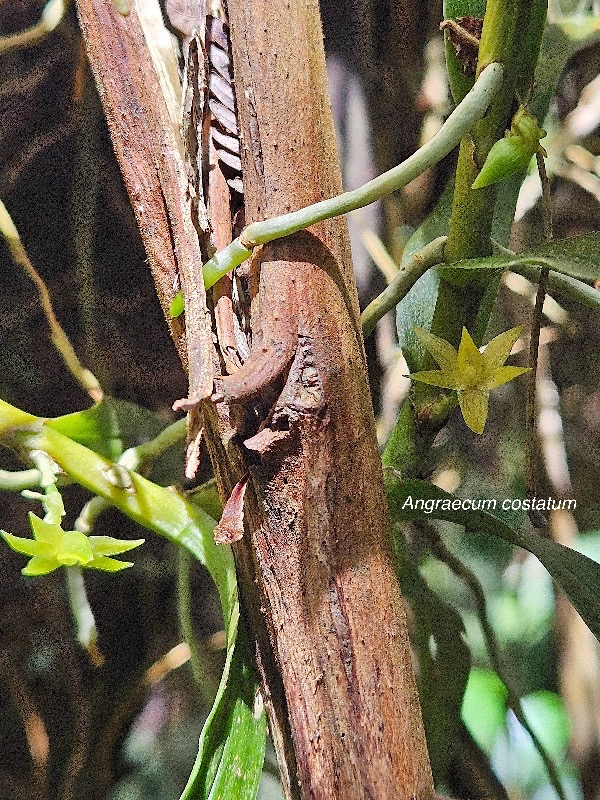 Angraecum costatum Orchidaceae  Endémique La Réunion 36.jpeg