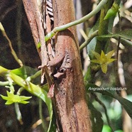 Angraecum costatum Orchidaceae  Endémique La Réunion 36.jpeg