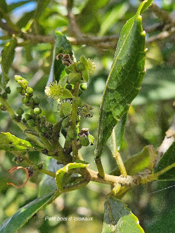 Claoxylon parviflorum Petit bois d'oiseaux E uphorbiaceae Endémique Mascareignes 18.jpeg