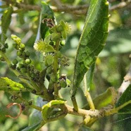 Claoxylon parviflorum Petit bois d'oiseaux E uphorbiaceae Endémique Mascareignes 18.jpeg