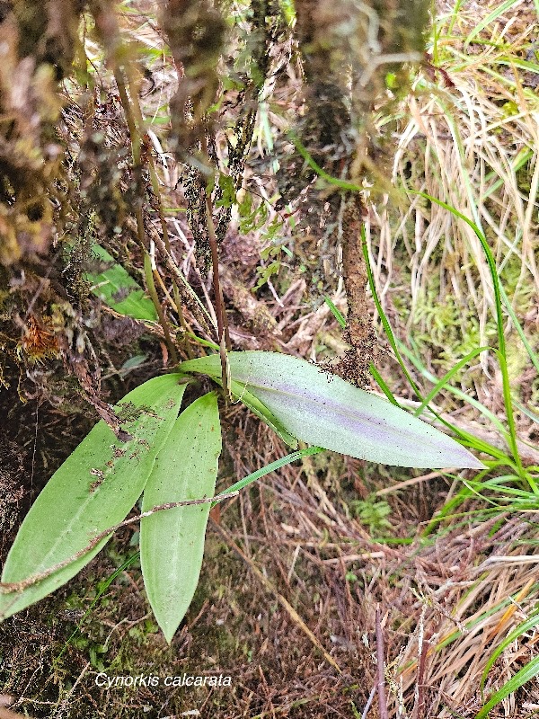 Cynorkis calcarata  Orchidaceae End émique La Réunion, Maurice 49.jpeg