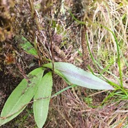 Cynorkis calcarata  Orchidaceae End émique La Réunion, Maurice 49.jpeg