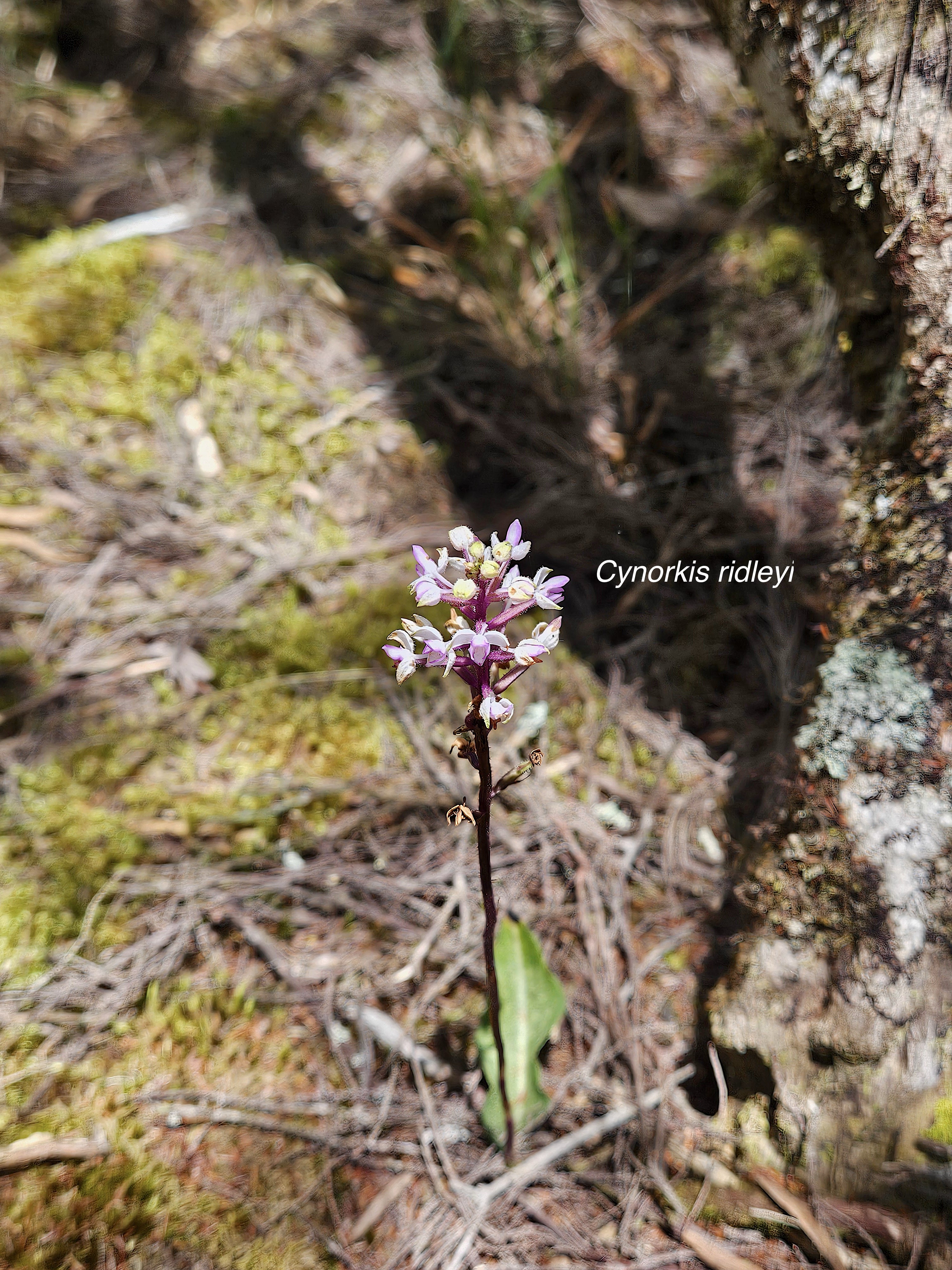 Cynorkis ridleyi T. Durand et Schinz Or chidaceae Indigène La Réunion 850.jpg