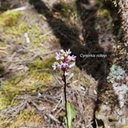 Cynorkis ridleyi T. Durand et Schinz Or chidaceae Indigène La Réunion 850.jpg