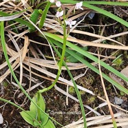 Cynorkis rosellata Orchidaceae  Indigène La Réunion 04.jpeg