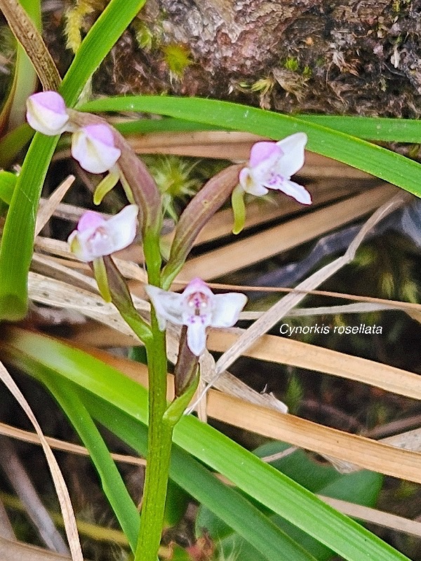 Cynorkis rosellata Orchidaceae Indigène La Réunion 49.jpeg