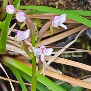 Cynorkis rosellata Orchidaceae Indigène La Réunion 49.jpeg