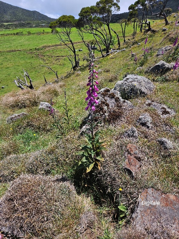 Digitalis purpurea Digitale Plant aginaceae Amphinaturalisé 17.jpeg