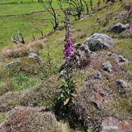 Digitalis purpurea Digitale Plant aginaceae Amphinaturalisé 17.jpeg