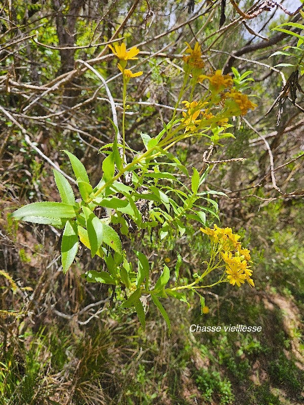 Faujasia salicifolia Chasse vieillesse A steraceae Endémique La Réunion 03.jpeg